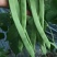 【精品】芸豆，扁青芸豆，山东商河芸豆，货源充足，物优价廉
