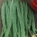 【精品】芸豆，扁青芸豆，山东商河芸豆，货源充足，物优价廉