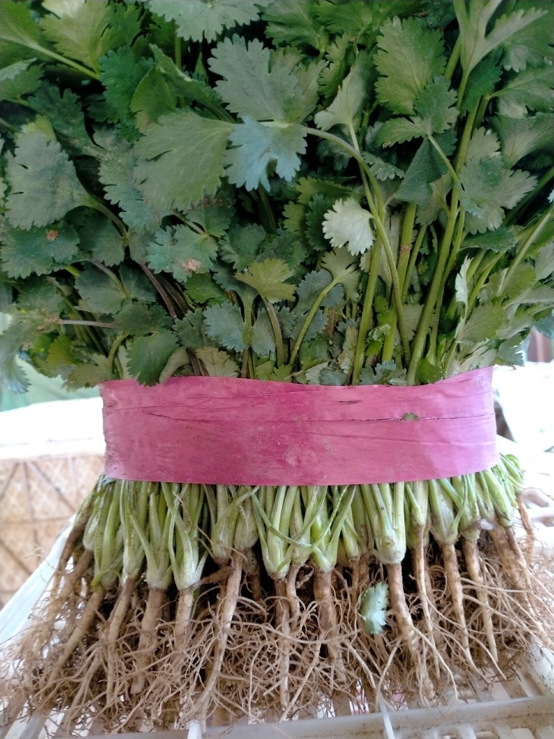 精品香菜产地一手货源诚信代办保质保量！