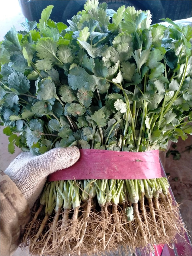 精品香菜产地一手货源诚信代办保质保量！