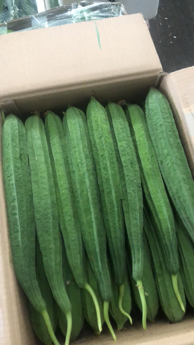 八棱瓜，丽水刚刚上市大棚精品八角瓜，也可叫棱角丝瓜