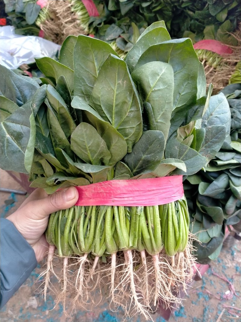 精品万亩菠菜，产地发货对接全国，保质保量视频看货