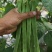 【精品】芸豆，扁青芸豆，山东商河芸豆，货源充足，物优价廉