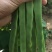 【精品】芸豆，扁青芸豆，山东商河芸豆，货源充足，物优价廉