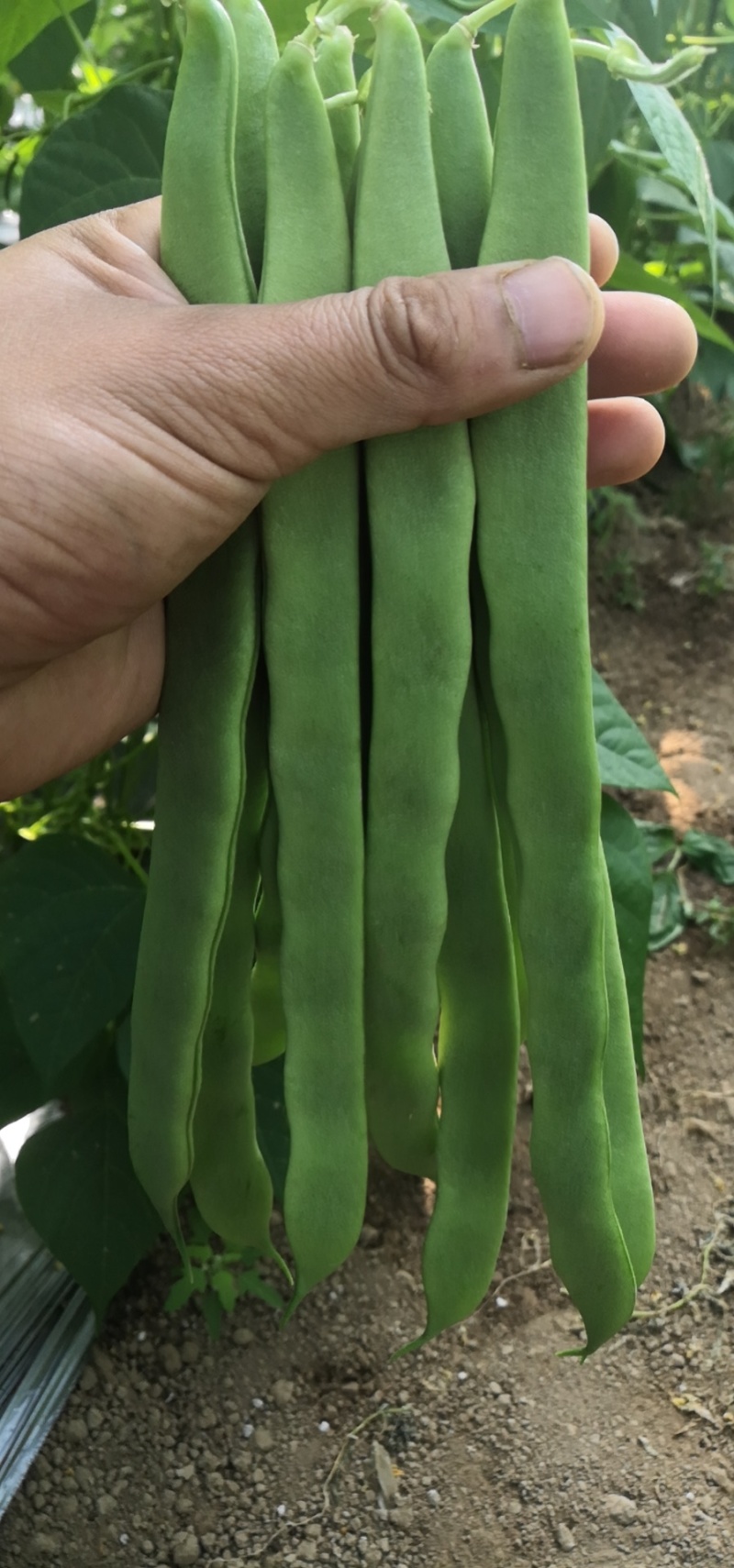 【精品】芸豆，扁青芸豆，山东商河芸豆，货源充足，物优价廉