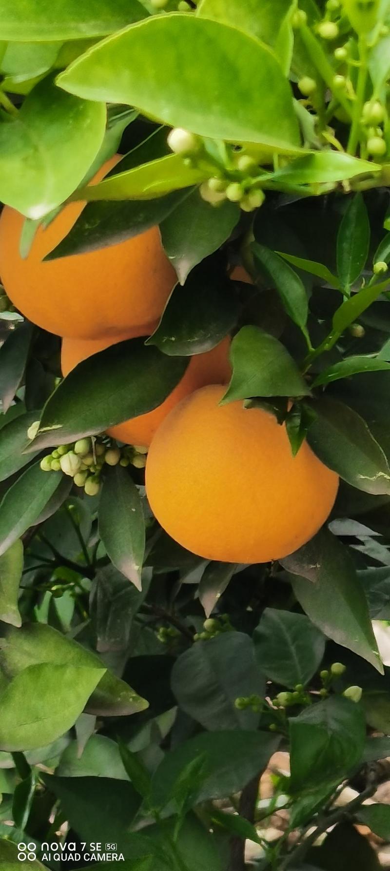 夏橙秭归产地直供，皮薄水分足，清香味美，对接各大电商平台