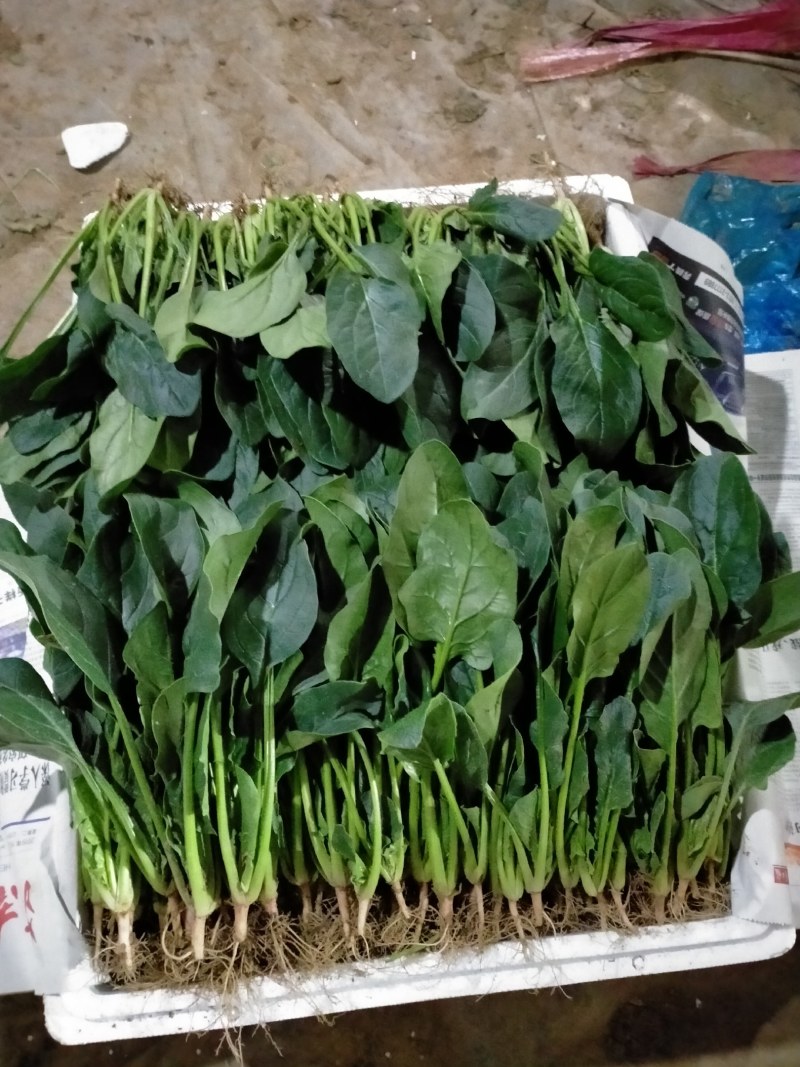 精品万亩菠菜，产地发货对接全国，保质保量视频看货