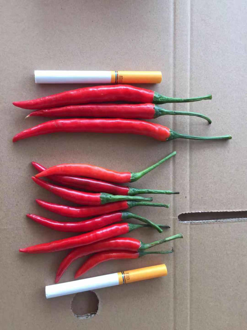 小米椒、辣椒、小米辣、新鲜