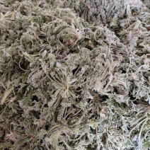 山东新鲜鲜茵陈现挖当日出货支持一件代发（可议价）