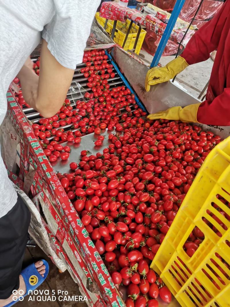 广西千禧圣女果，口感好，品种保证