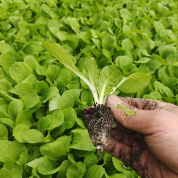 大白菜苗30000棵