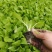大白菜苗30000棵