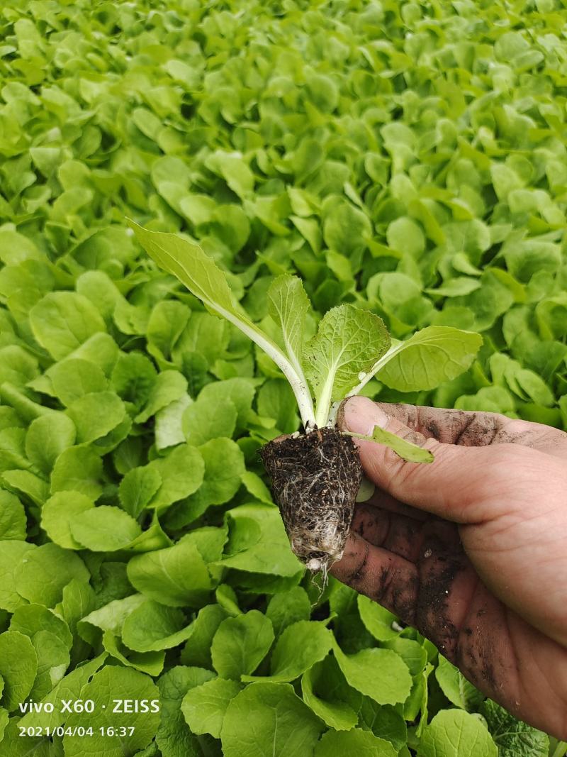 大白菜苗30000棵