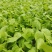 大白菜苗30000棵