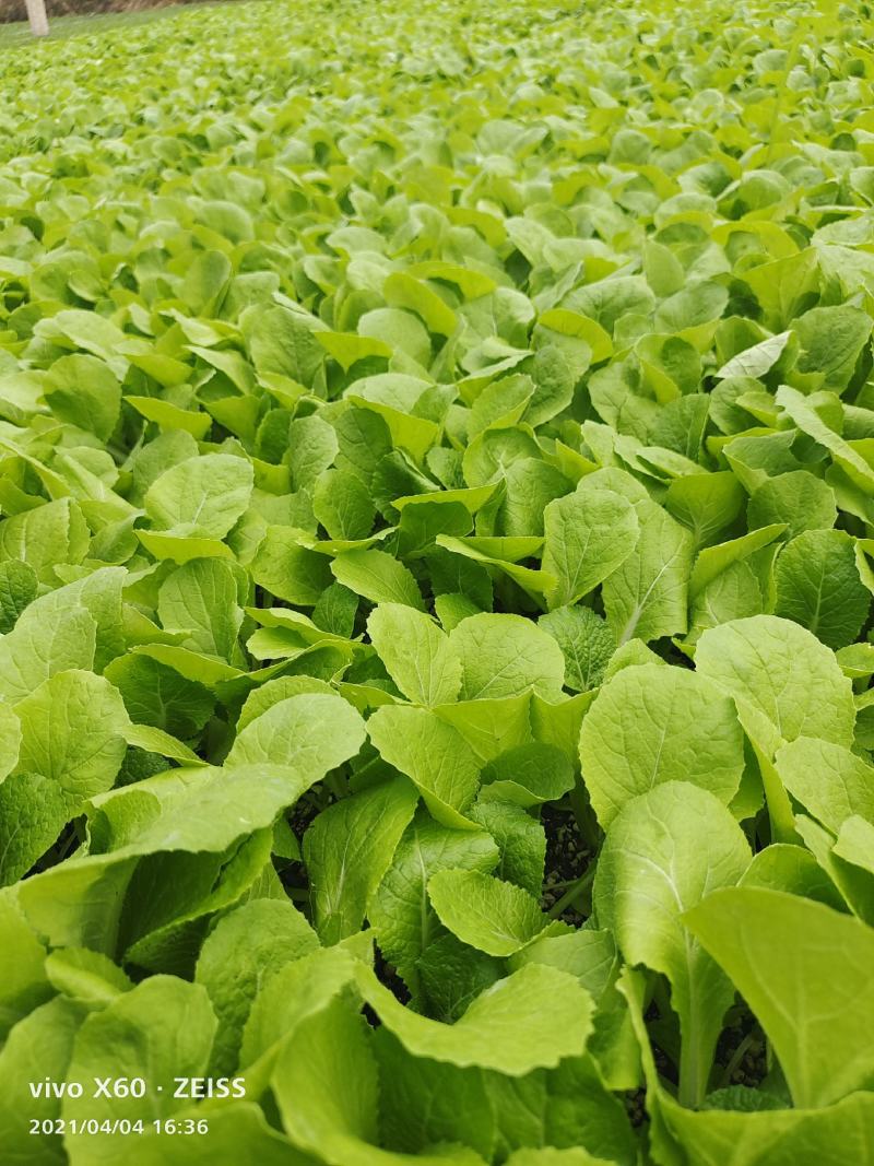 大白菜苗30000棵