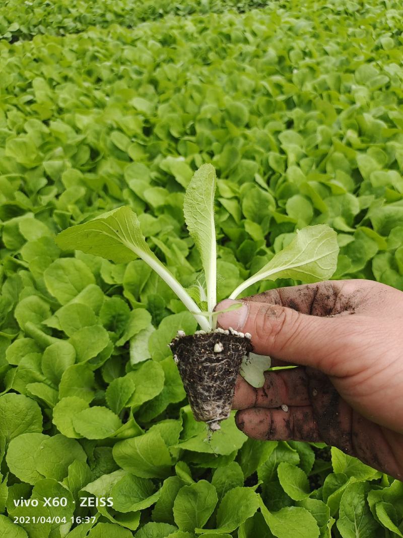 大白菜苗30000棵