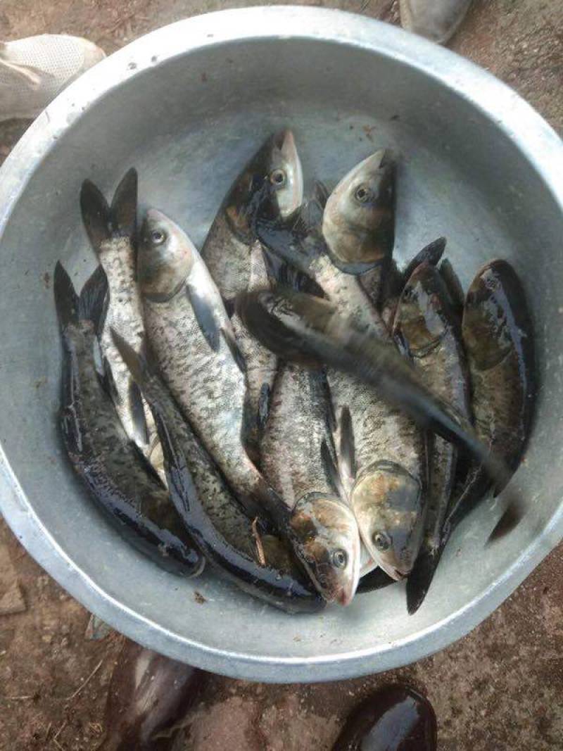 花鲢鱼苗，好养耐养，大规格，鳙鱼苗，白鲢