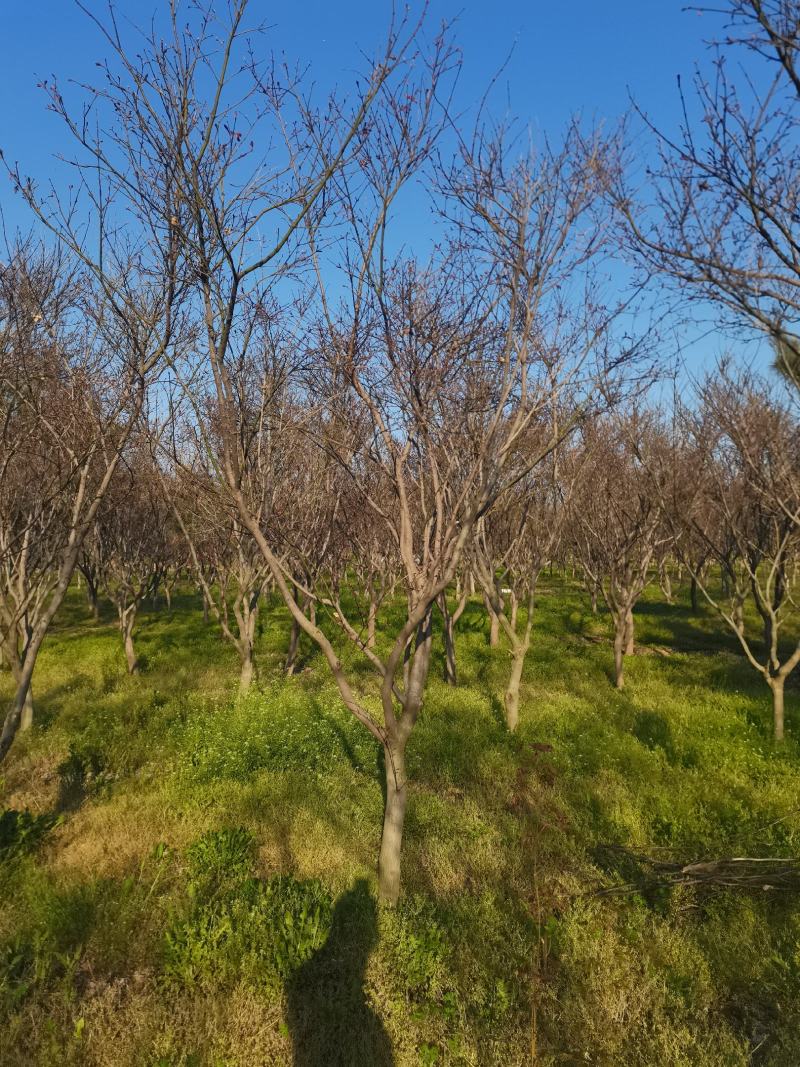 红枫4—18公分苏北本地货成活率有需要的随时联系