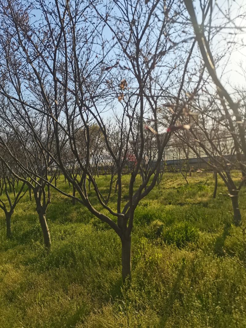 红枫4—18公分苏北本地货成活率有需要的随时联系