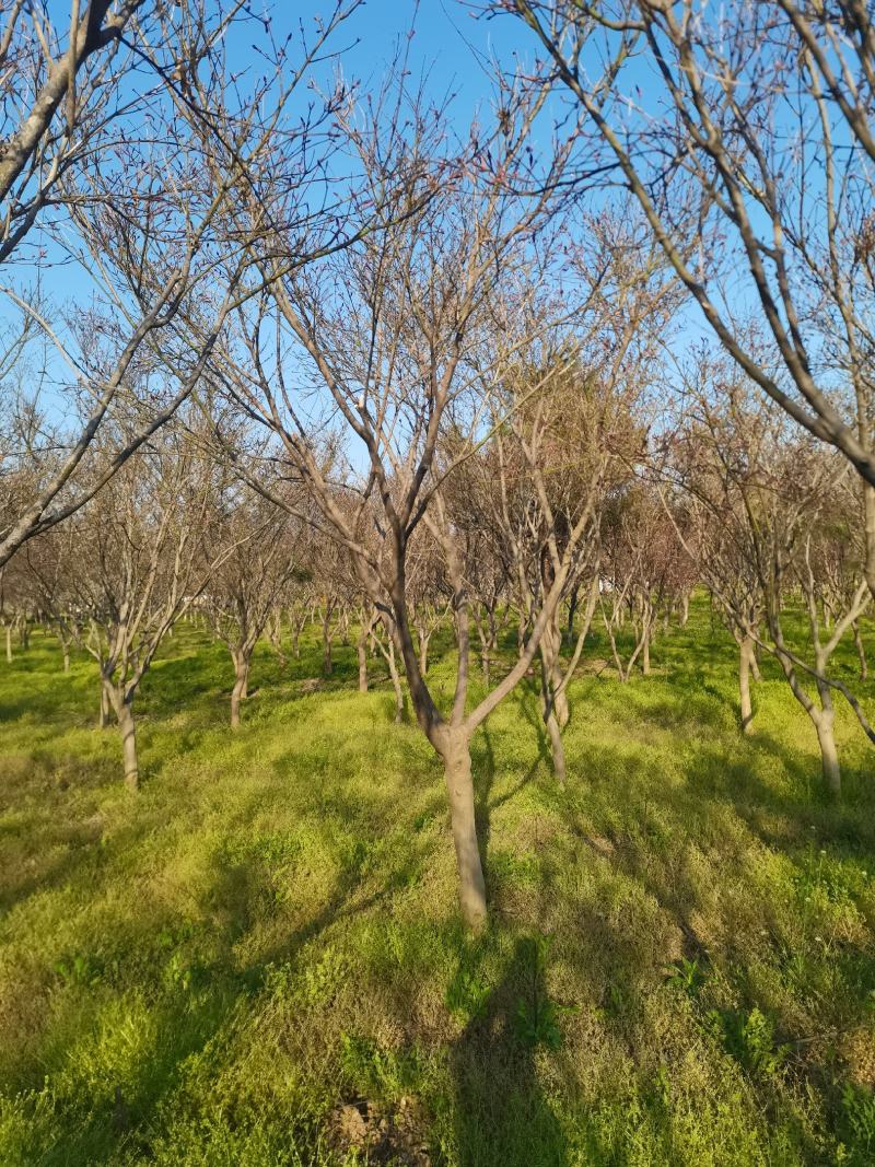红枫4—18公分苏北本地货成活率有需要的随时联系