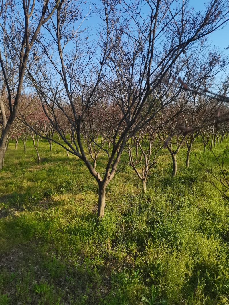 红枫4—18公分苏北本地货成活率有需要的随时联系