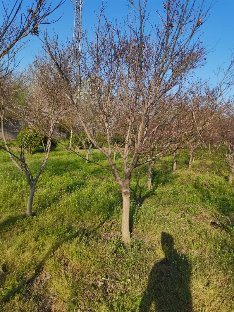红枫4—18公分苏北本地货成活率有需要的随时联系