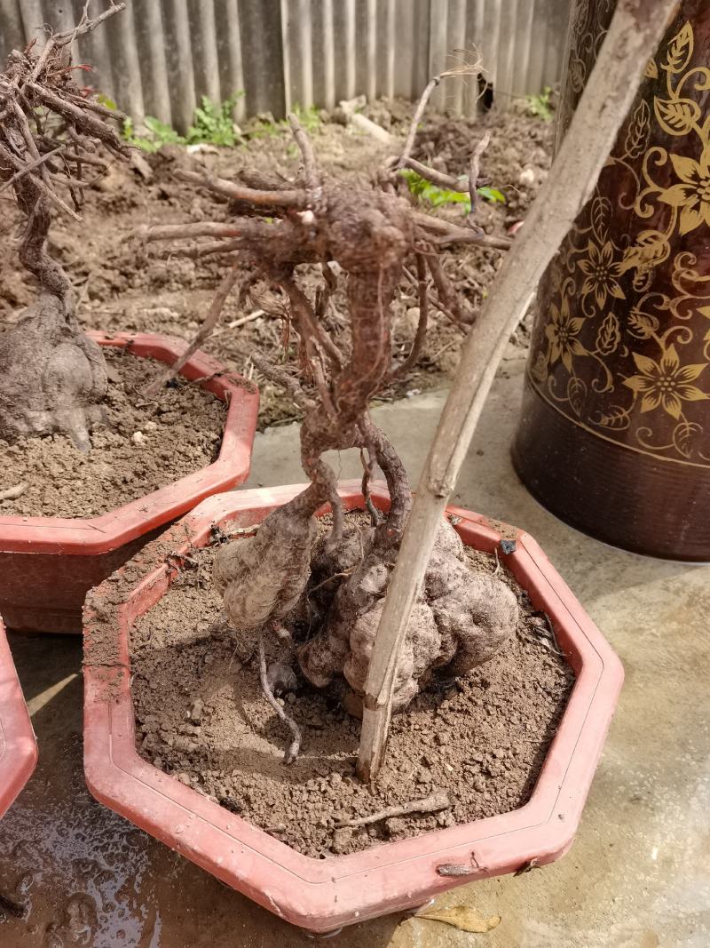 何首乌盆景，大小不一，奇形怪状，价格美丽，精挑细选，