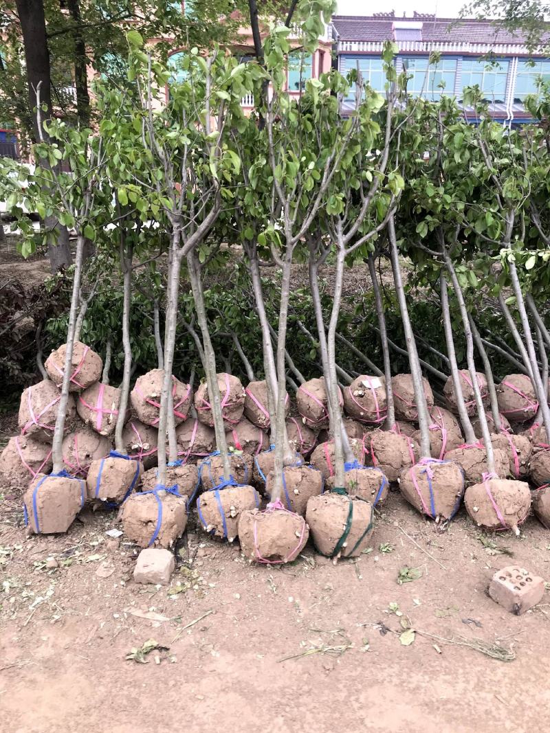 精丁香树紫丁香树苗嫁接紫丁香4-10公分丁香产地无中