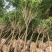 精丁香树紫丁香树苗嫁接紫丁香4-10公分丁香产地无中