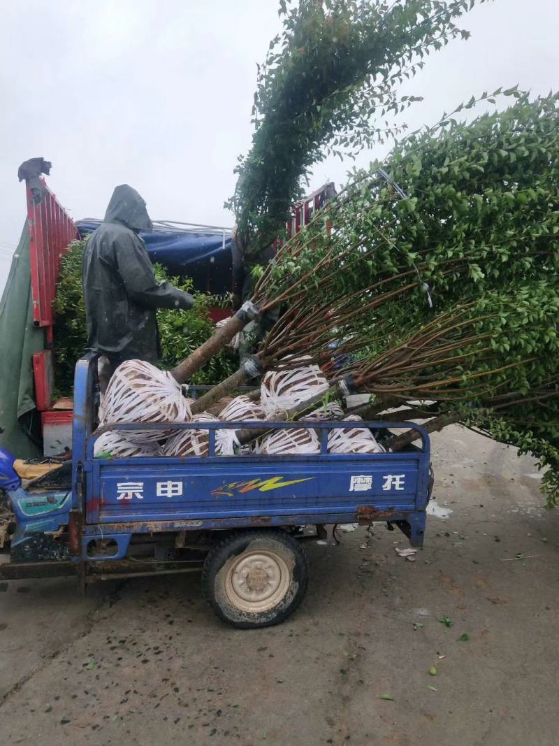精丁香树紫丁香树苗嫁接紫丁香4-10公分丁香产地无中