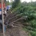 精丁香树紫丁香树苗嫁接紫丁香4-10公分丁香产地无中