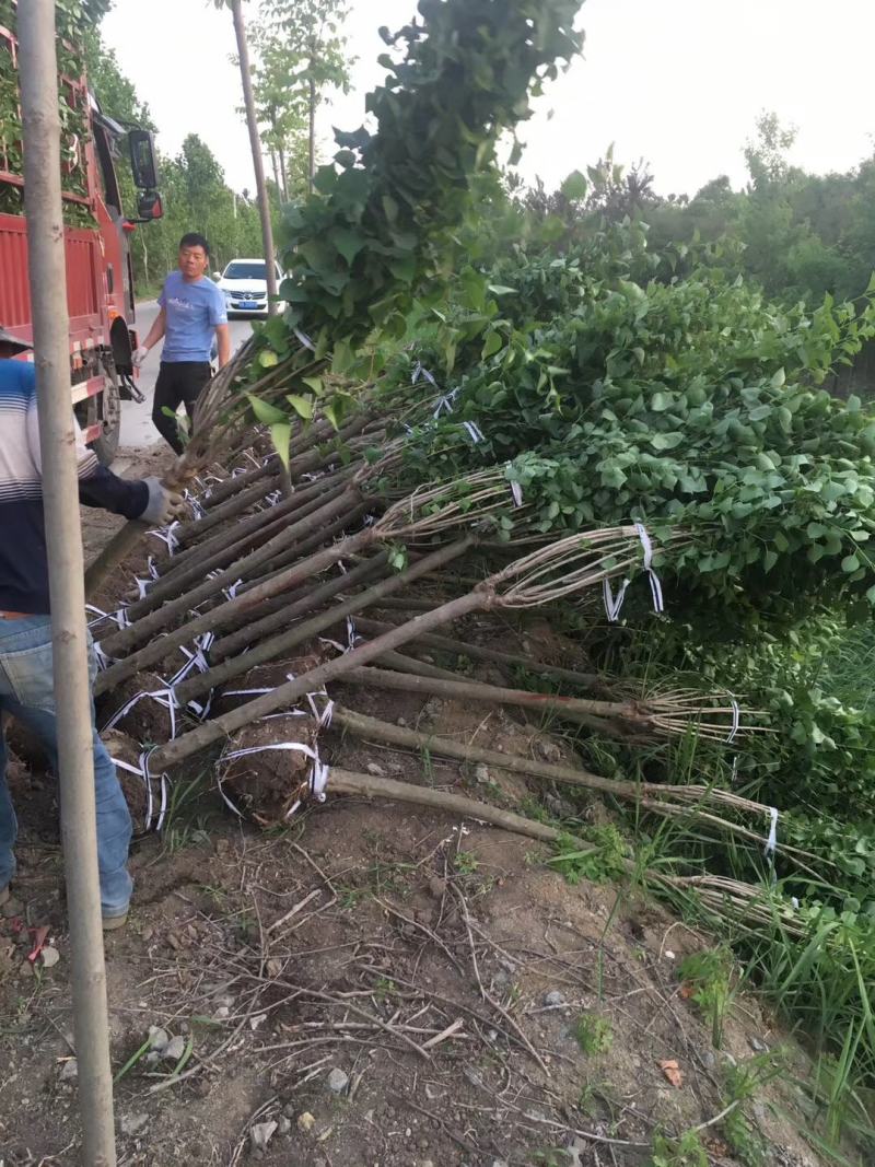 精丁香树紫丁香树苗嫁接紫丁香4-10公分丁香产地无中