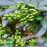 花椒树苗大红袍花椒苗四川食用麻椒苗盆栽地栽无刺当