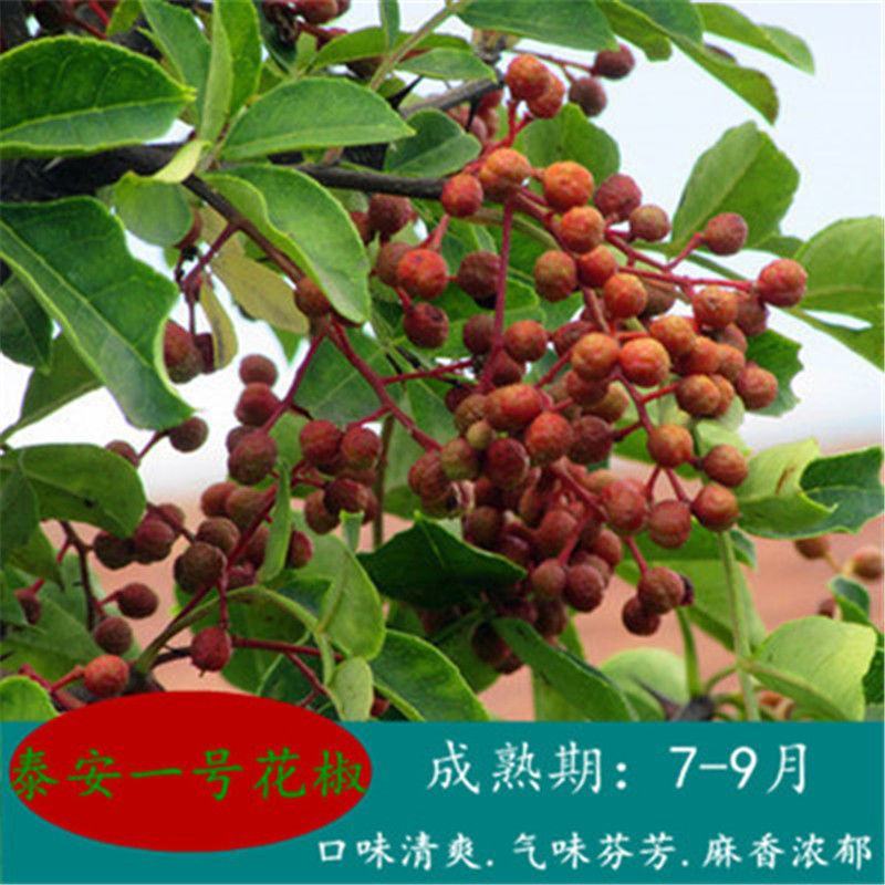 花椒树苗大红袍花椒苗四川食用麻椒苗盆栽地栽无刺当