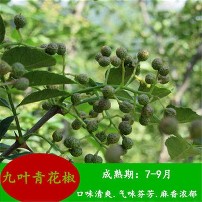 花椒树苗大红袍花椒苗四川食用麻椒苗盆栽地栽无刺当