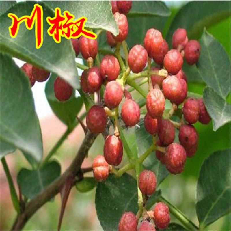 花椒树苗大红袍花椒苗四川食用麻椒苗盆栽地栽无刺当