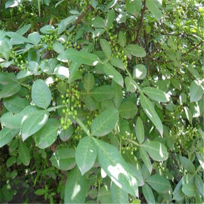 花椒树苗大红袍花椒苗四川食用麻椒苗盆栽地栽无刺当
