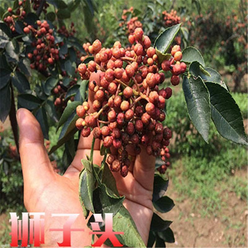 花椒树苗大红袍花椒苗四川食用麻椒苗盆栽地栽无刺当