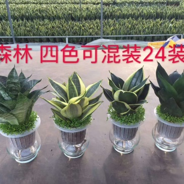 小森林虎皮兰水培玻璃杯