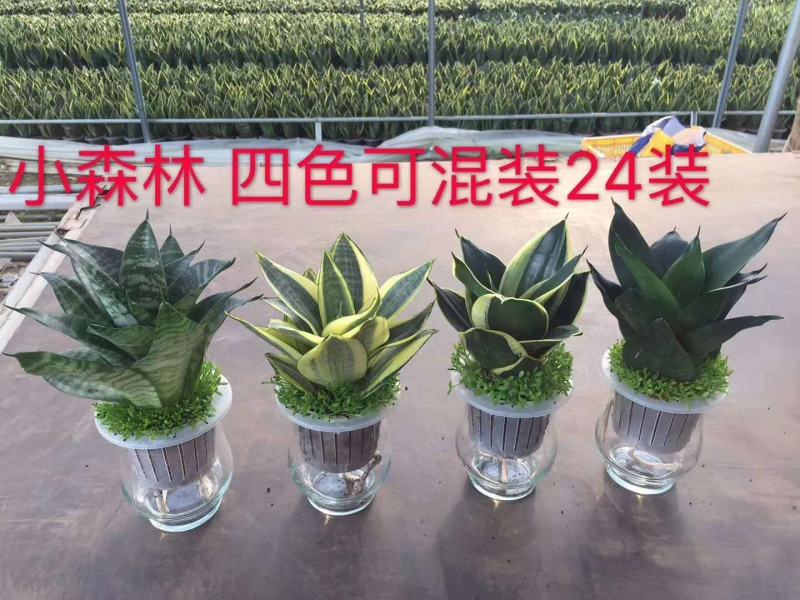 小森林虎皮兰水培玻璃杯