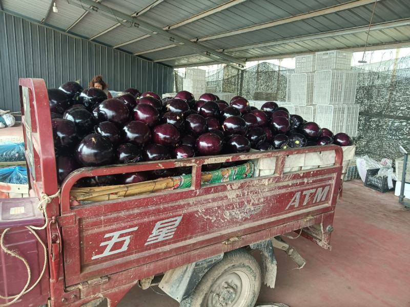 山东青州优质精品茄子大量上市