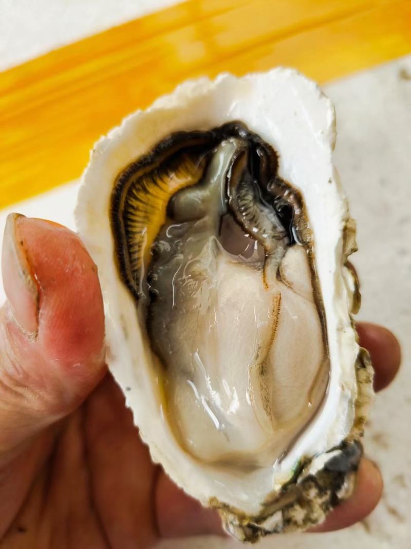 漳州牡蛎产地供应，烧烤，清蒸生蚝