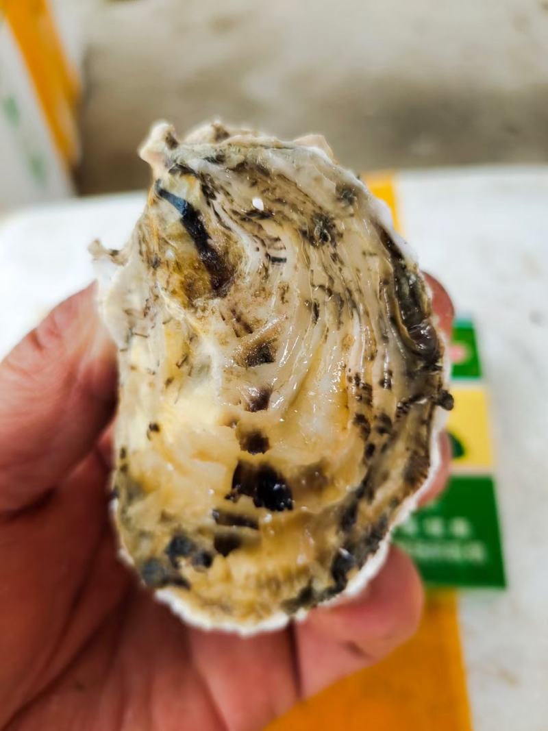 漳州牡蛎产地供应，烧烤，清蒸生蚝