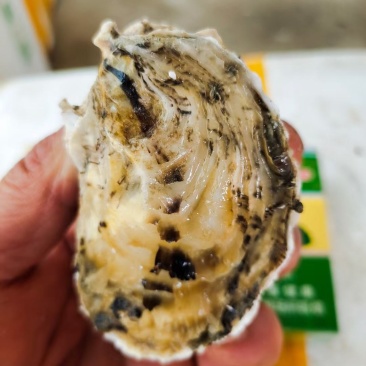 福建生蚝产地供应全壳，半壳生蚝