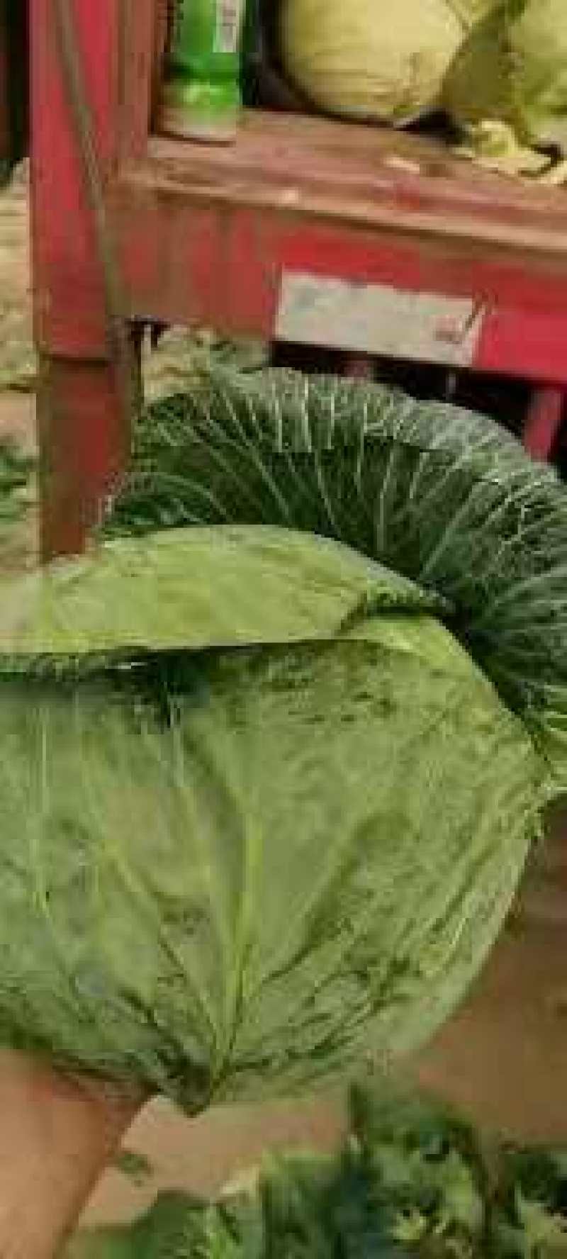 奥奇那橄榄大量上市啦，物美价廉，量大从优，