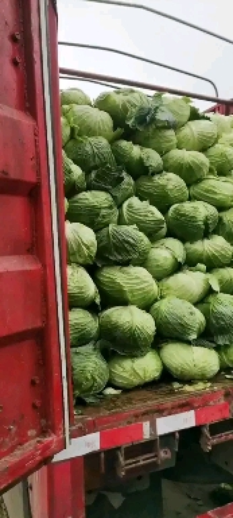 奥奇那橄榄大量上市啦，物美价廉，量大从优，