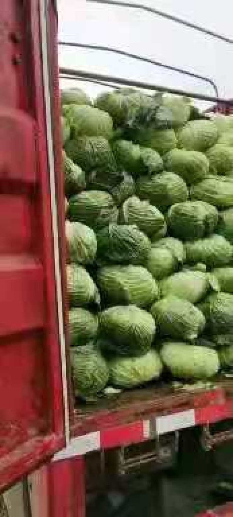 奥奇那橄榄大量上市啦，物美价廉，量大从优，
