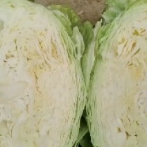 奥奇那橄榄大量上市啦，物美价廉，量大从优，