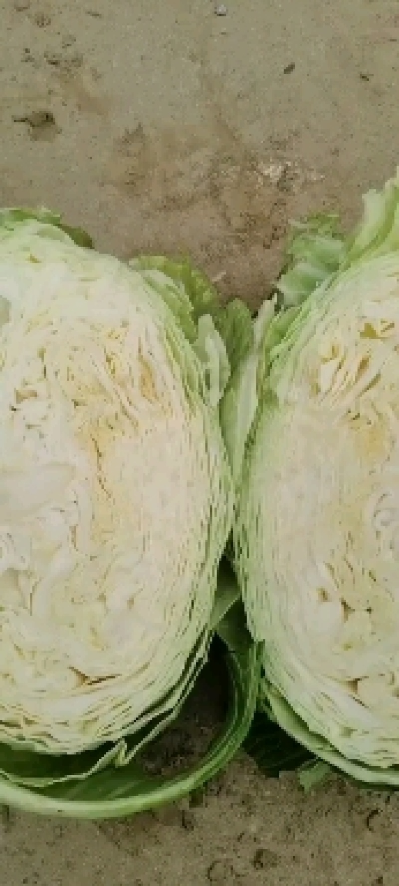 奥奇那橄榄大量上市啦，物美价廉，量大从优，