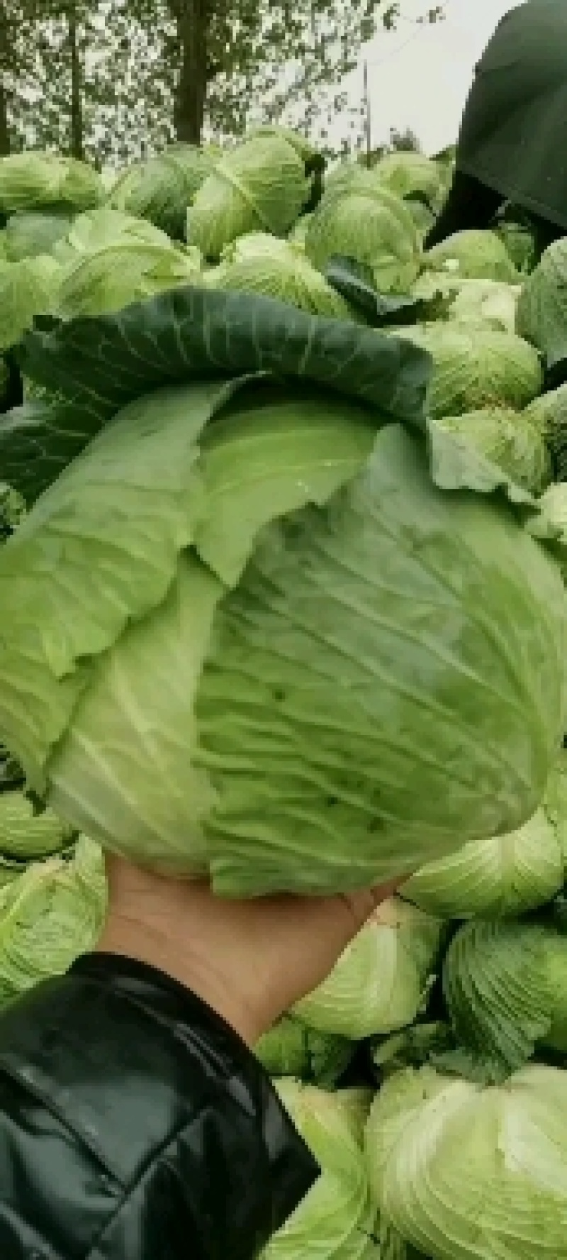 奥奇那橄榄大量上市啦，物美价廉，量大从优，